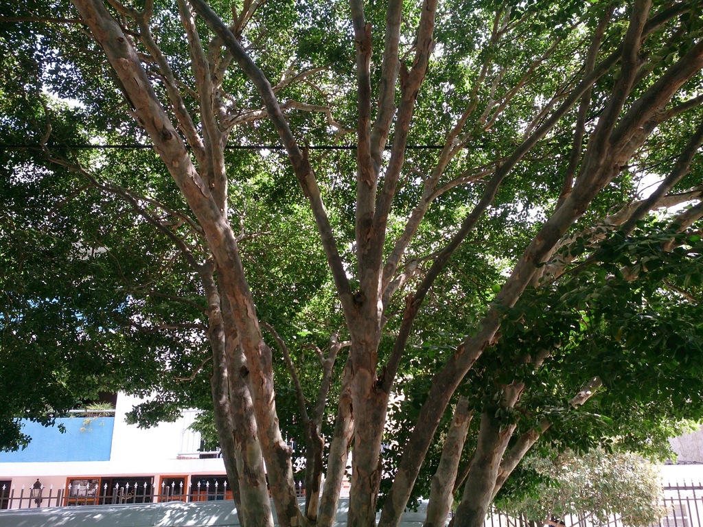 Guaiacum officinale (Arboles del barrio los Ángeles Cartagena) · iNaturalist