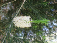 Melaleuca armillaris armillaris