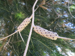 Melaleuca armillaris armillaris