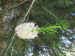 Melaleuca armillaris armillaris
