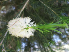 Melaleuca armillaris armillaris