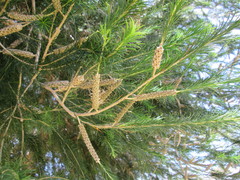 Melaleuca armillaris armillaris