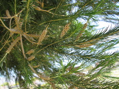 Melaleuca armillaris armillaris