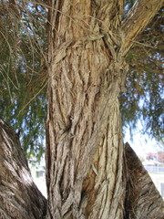 Melaleuca armillaris armillaris