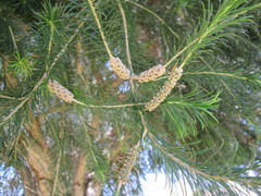 Melaleuca armillaris armillaris