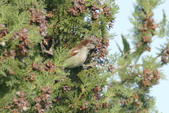 Passer domesticus
