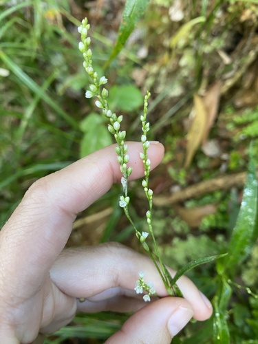 Persicaria punctata observed 2025-09-23