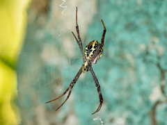 Argiope
