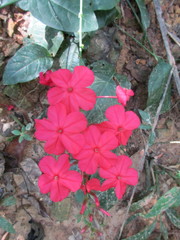 Plumbago indica