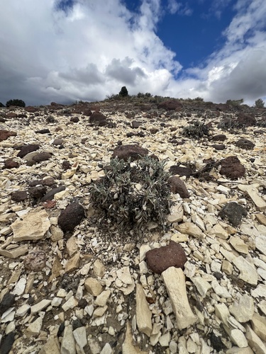 Alexander's Buckwheat (Eriogonum alexanderae)