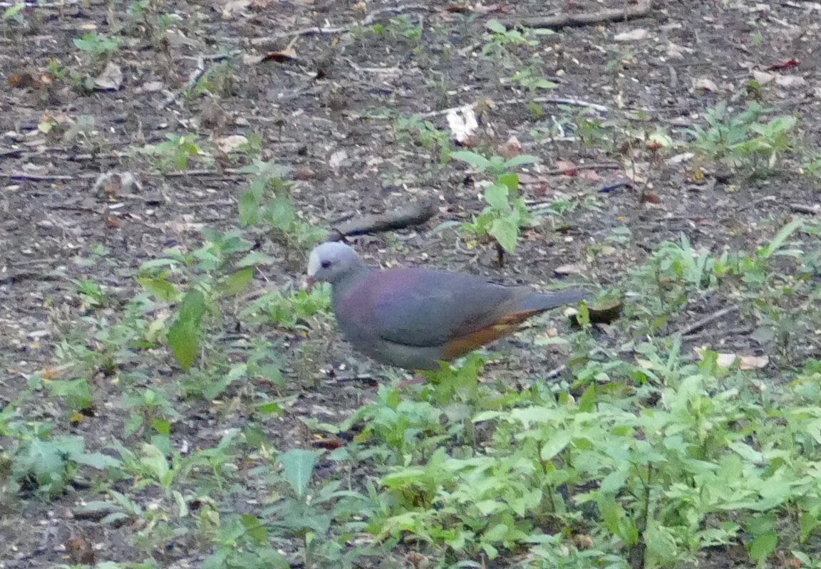 Grey-fronted Quail-Dove (Geotrygon caniceps), photo 5