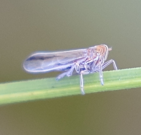 Stenocranus fuscovittatus