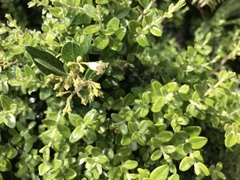 Metrosideros perforata