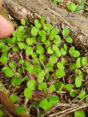 Leptostigma setulosum