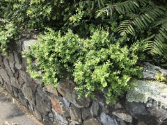 Metrosideros perforata