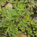 Artemisia verlotiorum - Photo (c) Tony Rodd, algunos derechos reservados (CC BY-NC-SA)