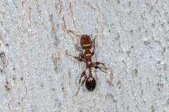 Podomyrma elongata