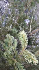 Abies vejarii