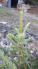 Abies vejarii