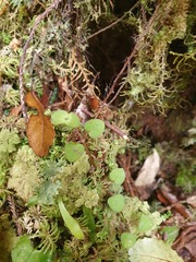 Nertera dichondrifolia