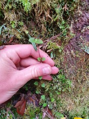 Nertera dichondrifolia