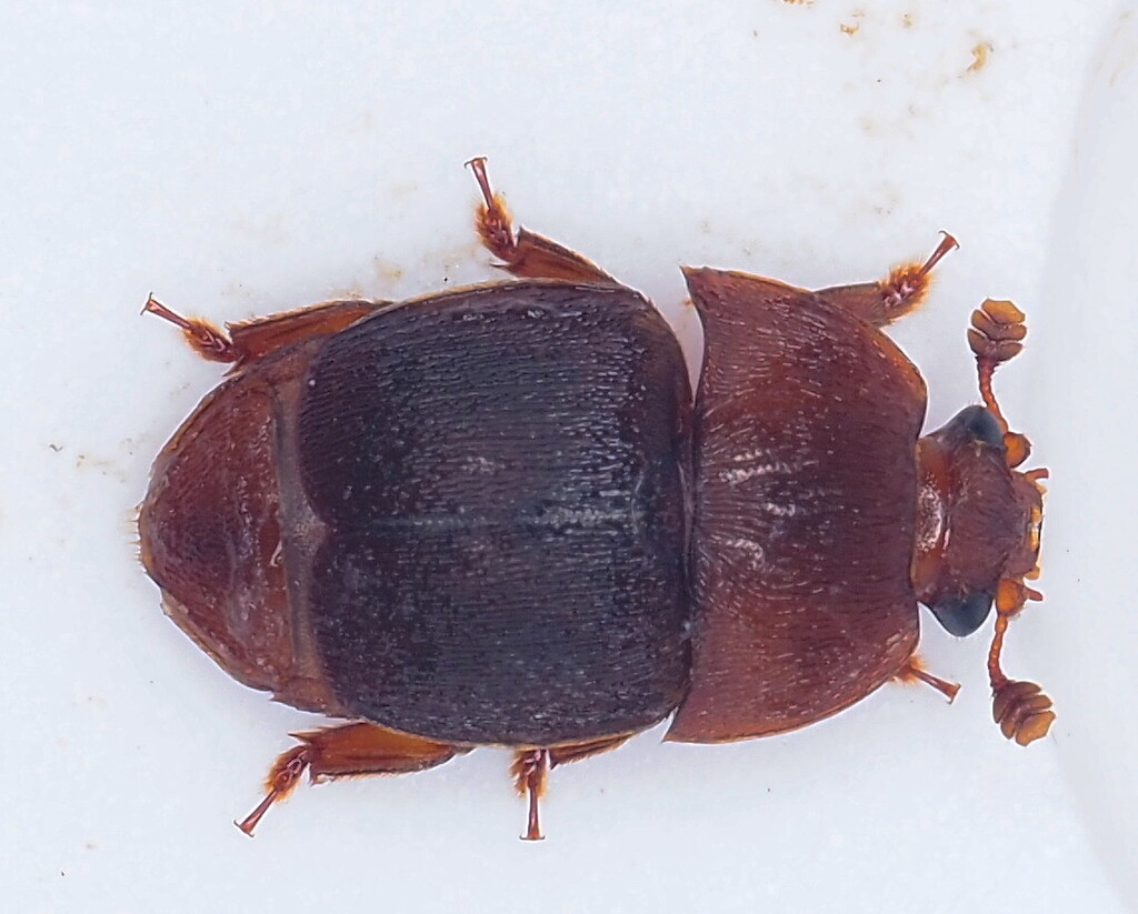 Small hive beetle