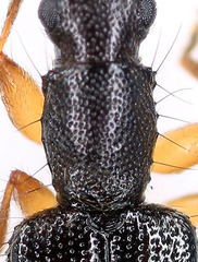 Telephanus
