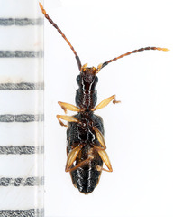 Telephanus