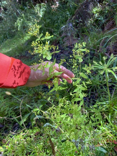 Hypericum mutilum observed 2025-09-23