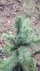 Picea chihuahuana