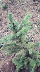 Picea chihuahuana