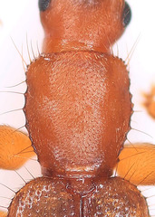 Telephanus