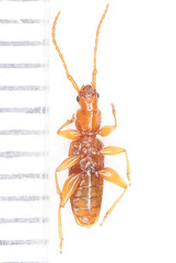 Telephanus