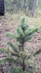 Picea chihuahuana