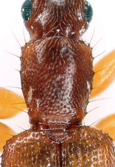 Telephanus