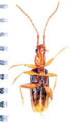 Telephanus
