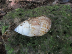 Amphidromus cambojiensis