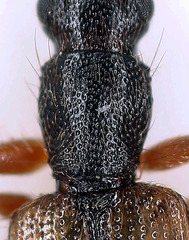 Telephanus