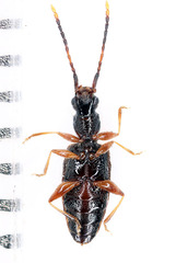 Telephanus