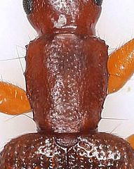 Telephanus