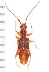 Telephanus
