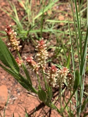 Acalypha depressinerva