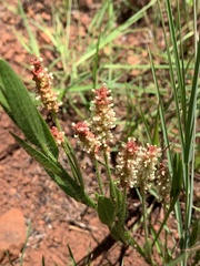Acalypha depressinerva