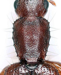 Telephanus