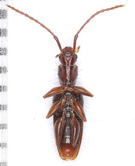 Telephanus