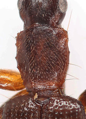 Telephanus