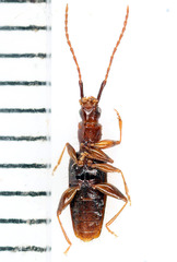 Telephanus