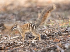 Numbat photo 4