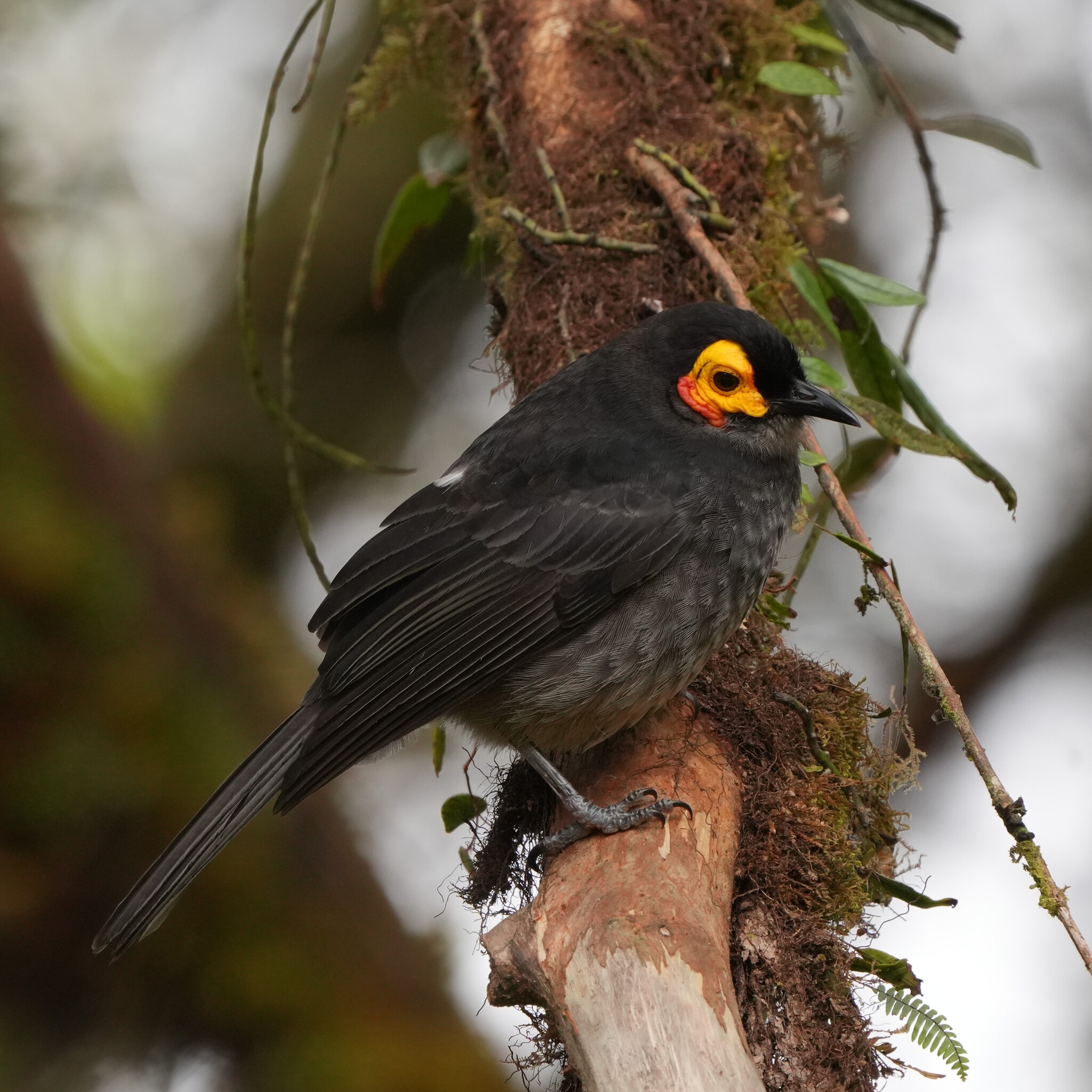 Common Smoky Honeyeater (Melipotes fumigatus), photo 2