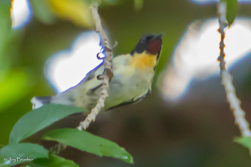 Sulphur-breasted Myzomela (Myzomela jugularis), photo 6